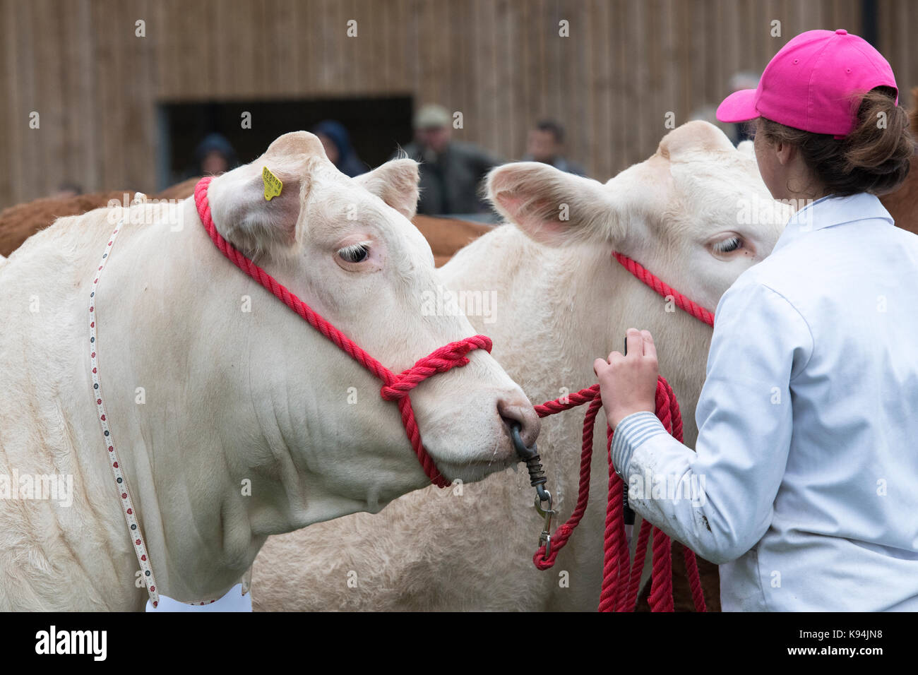 Taureaux Charolais montrant les agriculteurs au Royal County of Berkshire show. Newbury, Berkshire. UK Banque D'Images