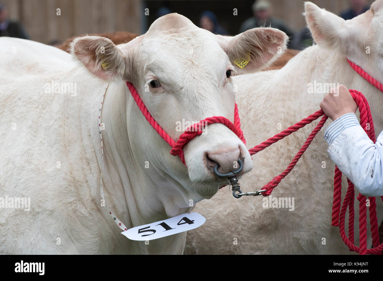 Taureaux Charolais montrant les agriculteurs au Royal County of Berkshire show. Newbury, Berkshire. UK Banque D'Images