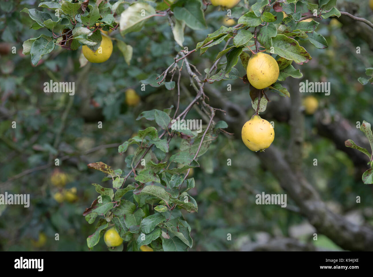 Cydonia oblonga . Bereczki coing fruit sur l'arbre Banque D'Images