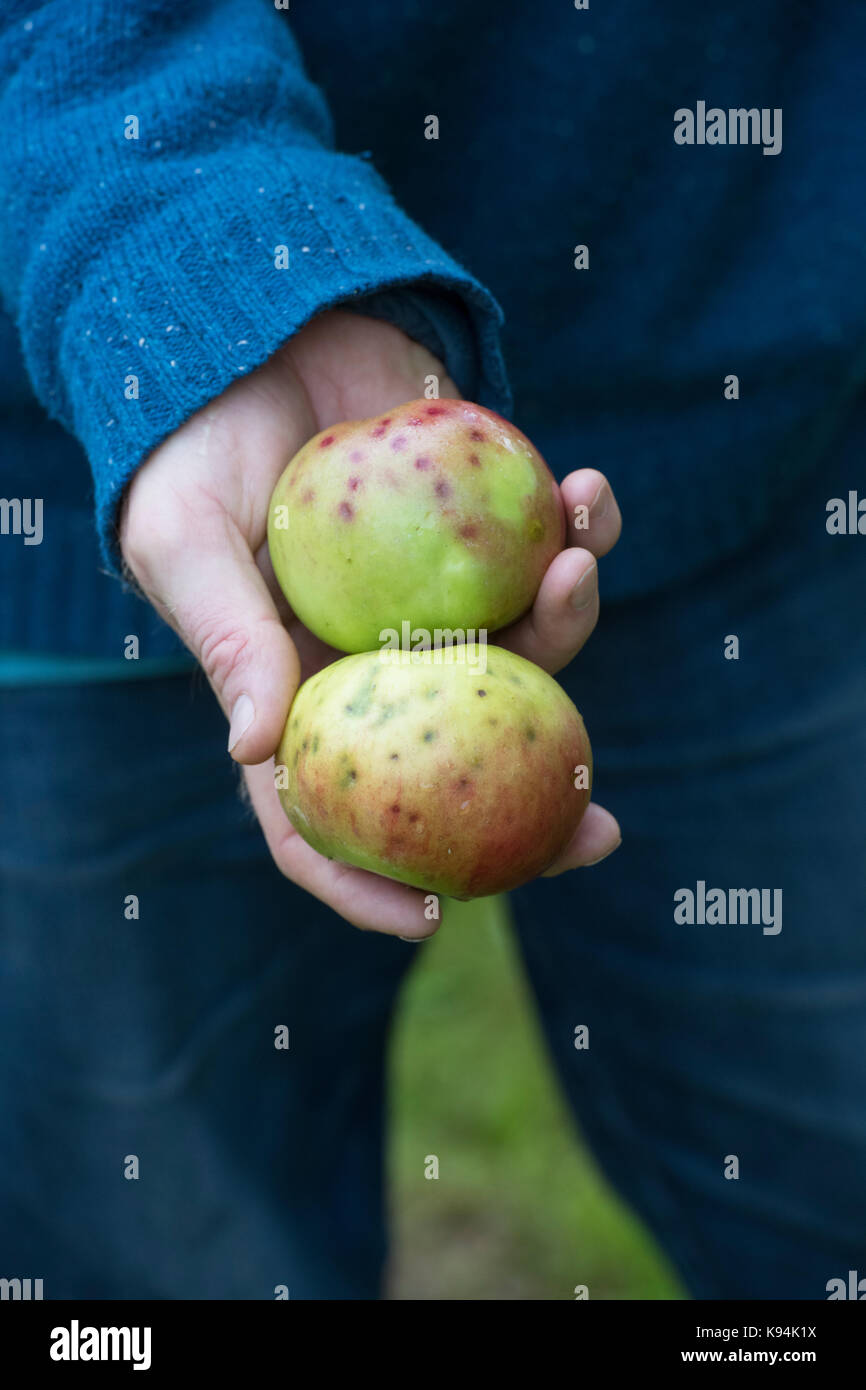 Malus domestica 'Anne Elizabeth'. Jardinier holding Apples avec trouble amères Banque D'Images