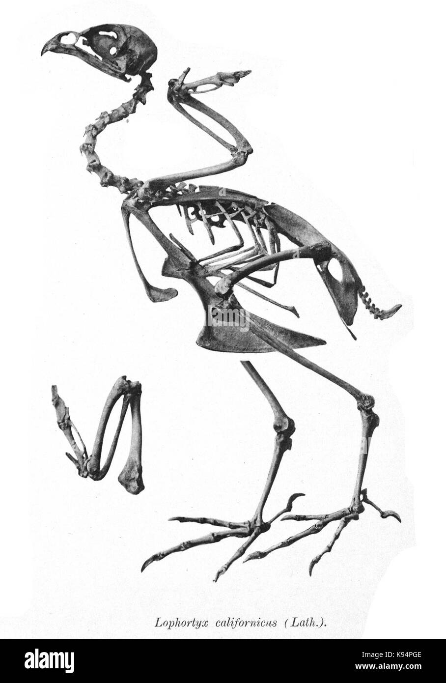 Lophortyx californicus 136 Banque D'Images