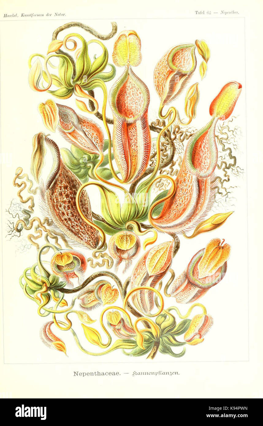 Kunstformen der Natur (62 Tafel) (6197843828) Banque D'Images