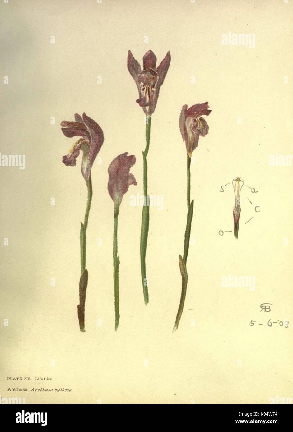 Des lys et des orchidées (Planche XV) (6279929710) Banque D'Images