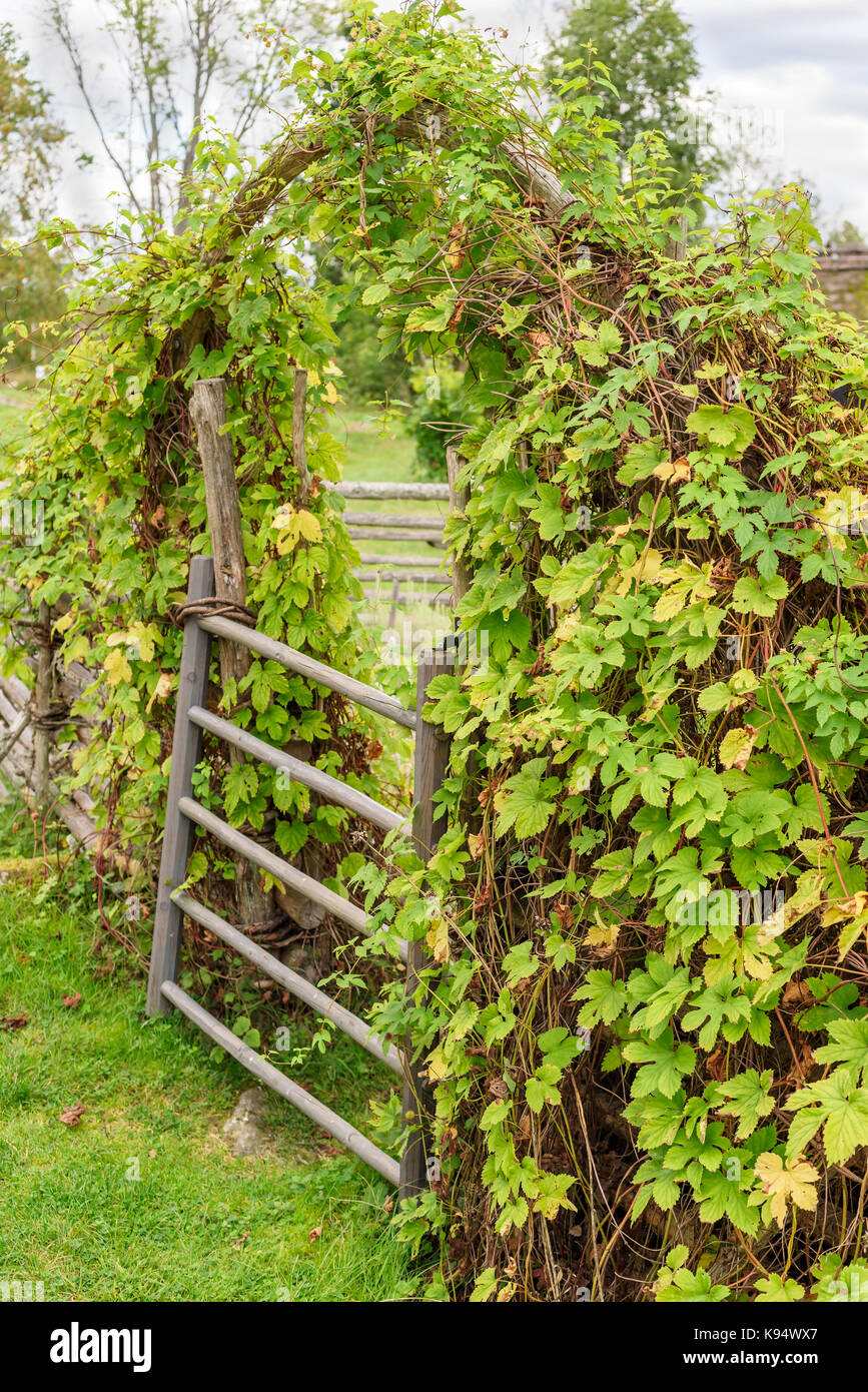 Porte de jardin entouré de hop. Banque D'Images