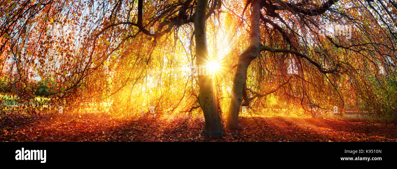 Rayons d'or du soleil d'automne tombent à travers un arbre dans un parc, panorama Banque D'Images