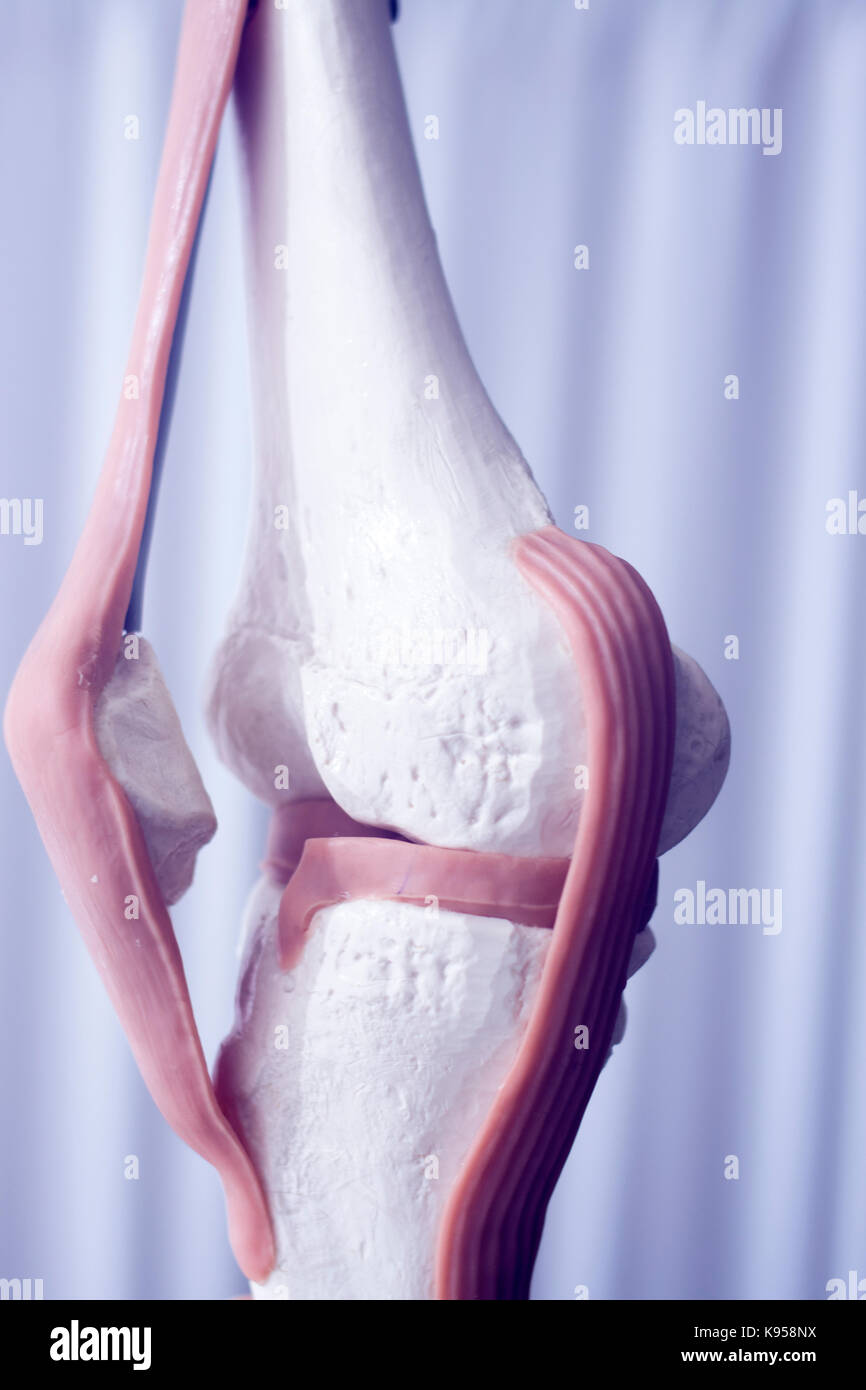 Les droits de l'articulation du genou ménisque modèle d'enseignement médical montrant les os et les tendons ligaments croisé antérieur. Banque D'Images