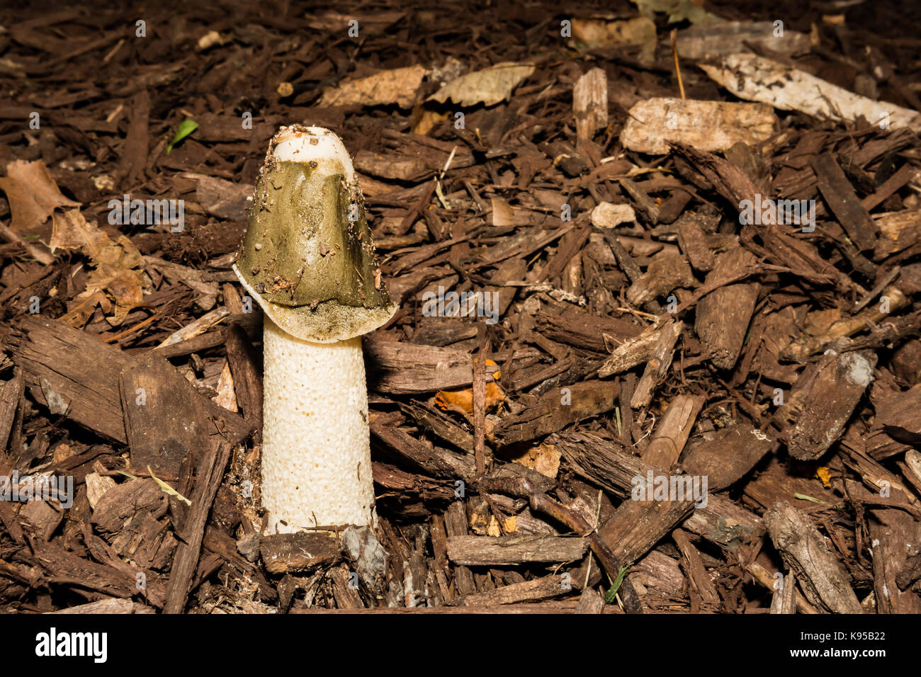 Un chien phalle impudique la culture des champignons en paillis dans le jardin. Banque D'Images