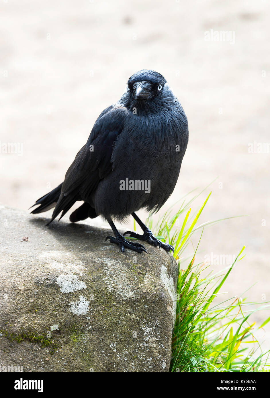 Un beau Western Jackdaw à la nourriture à Brimham Rocks Campsites Canet-en-Roussillon près de Yorkshire Angleterre Royaume-Uni UK Banque D'Images