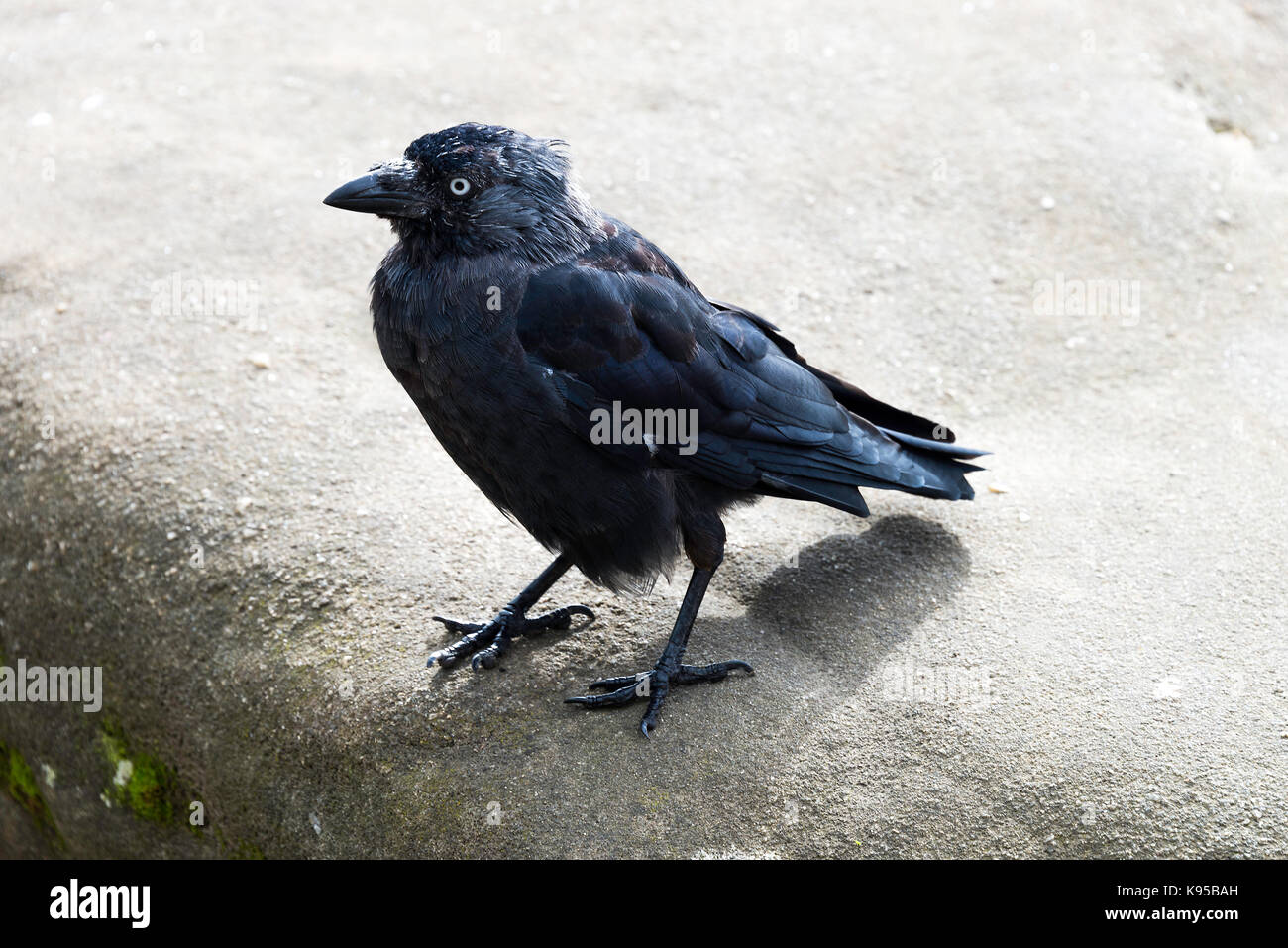 Un beau Western Jackdaw à la nourriture à Brimham Rocks Campsites Canet-en-Roussillon près de Yorkshire Angleterre Royaume-Uni UK Banque D'Images