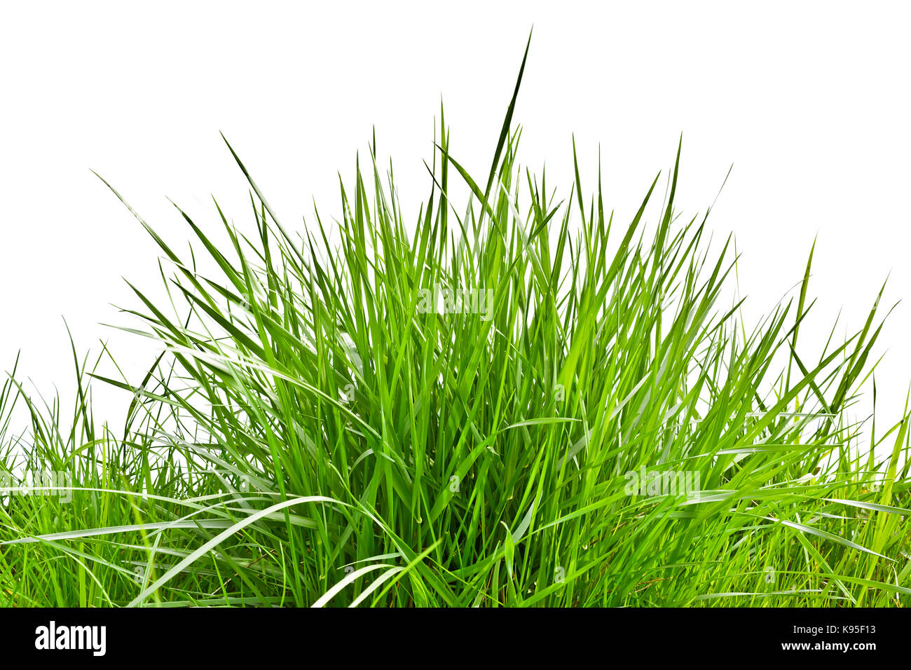 Touffe d'herbe fraîche sur fond blanc. Banque D'Images