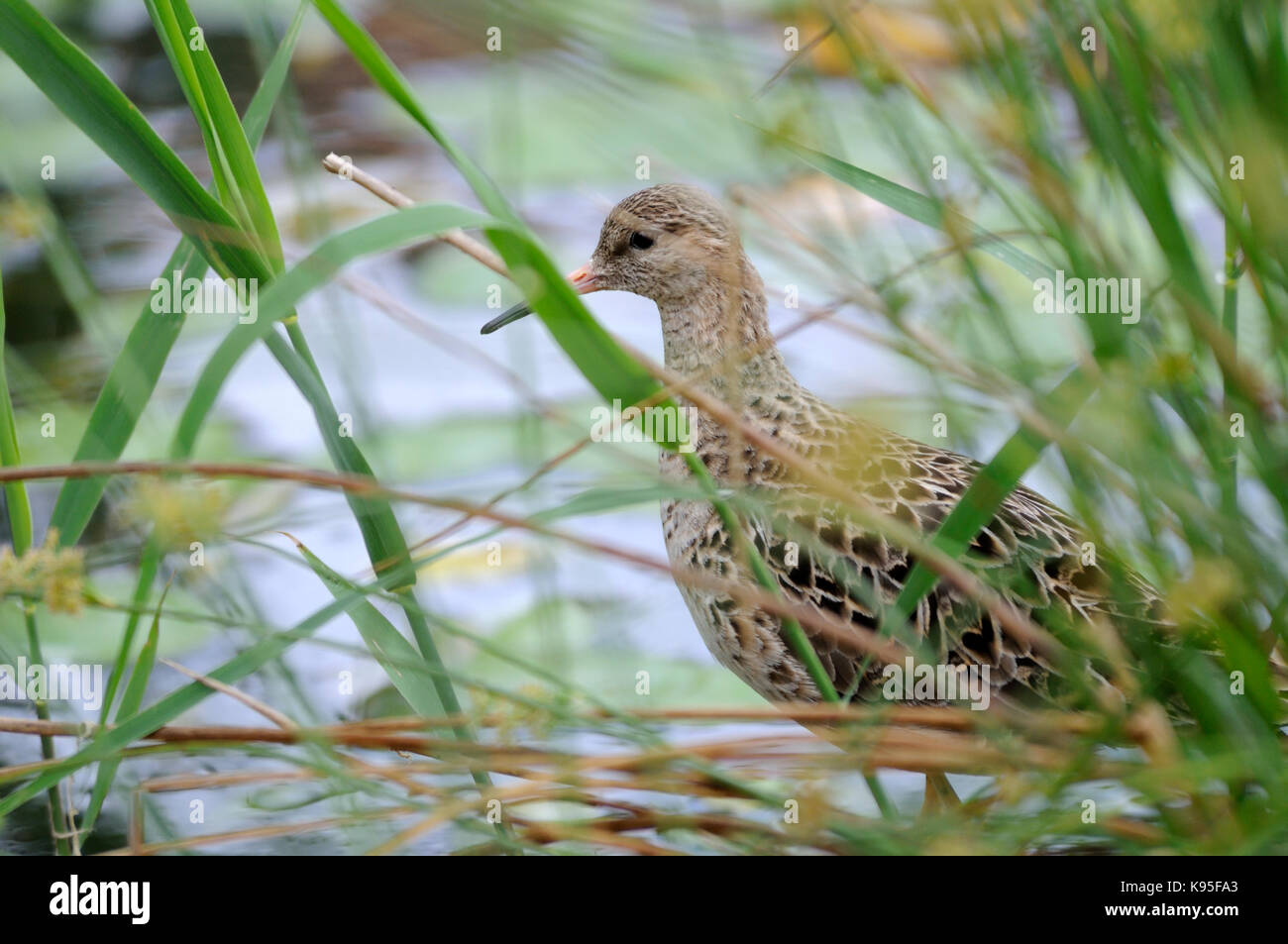 Une femelle ( ruff Philomachus pugnax ) skulking marginal en roseaux Banque D'Images