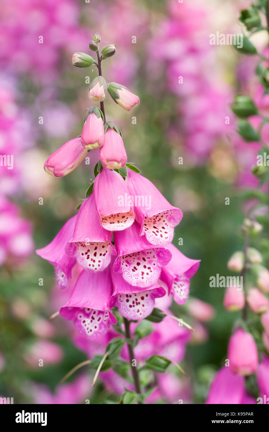 Digitalis purpurea 'rose' avec branches de fleurs. Banque D'Images