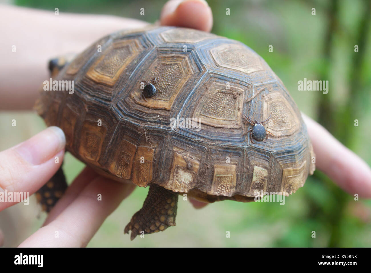 Deux tiques parasitant sur une tortue Banque D'Images