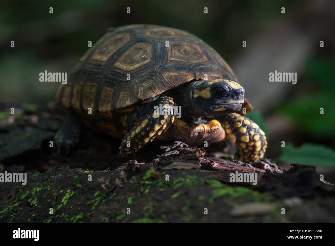 Une tortue au soleil (forêt tropicale de Guyane) Banque D'Images