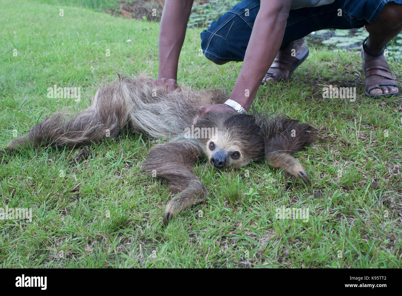 Un deux-toed sloth (Choloepus) est maintenu en position de force par un homme Banque D'Images