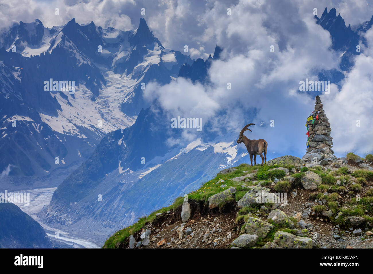 Bouquetin des Alpes (Capra ibex). en arrière-plan glacier mer de glace du mont Blanc, France. Banque D'Images