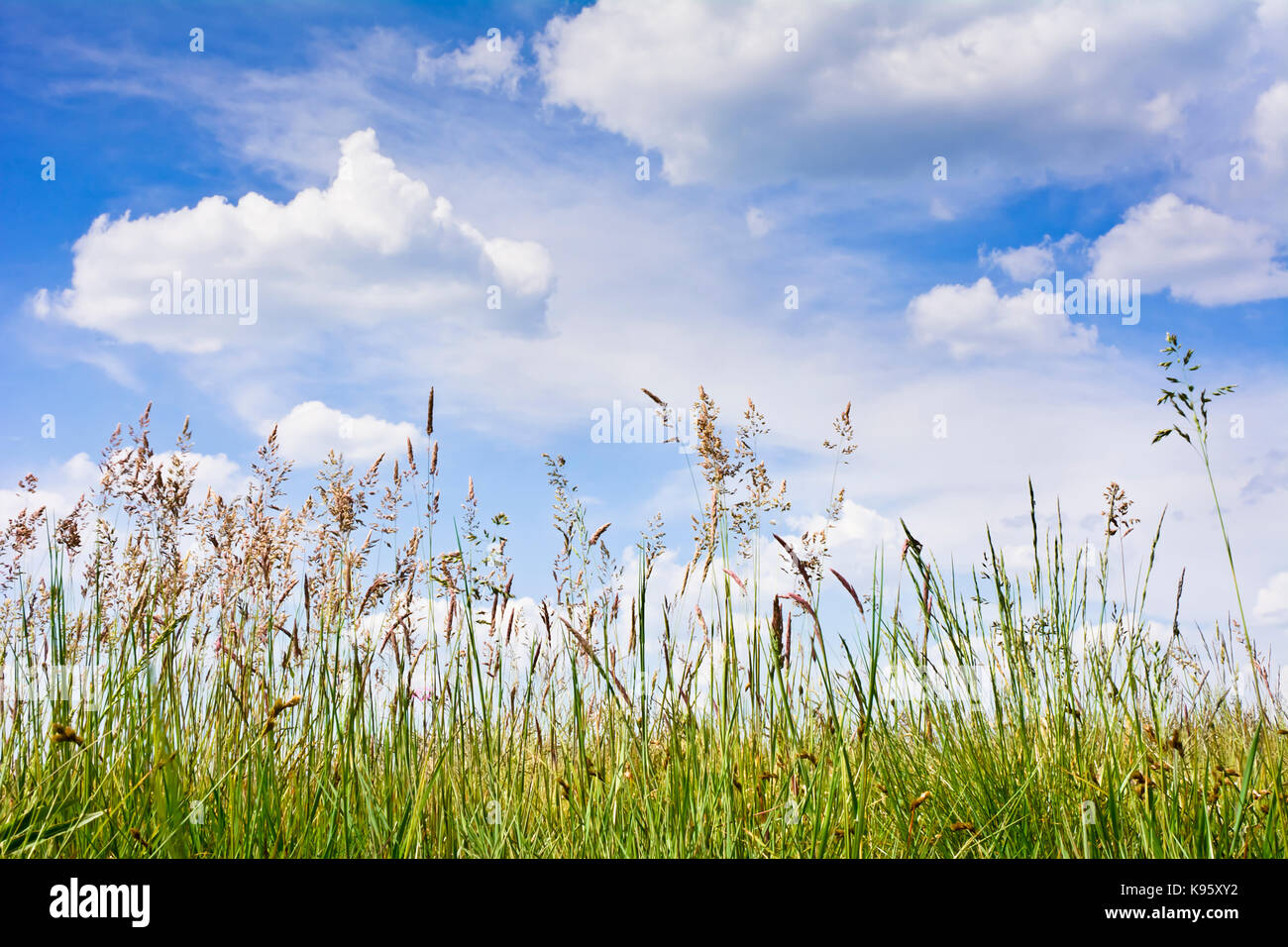 Vue de l'herbe haute sur les nuages dans le ciel bleu. Sur le pré sur une journée de printemps ensoleillée. Banque D'Images