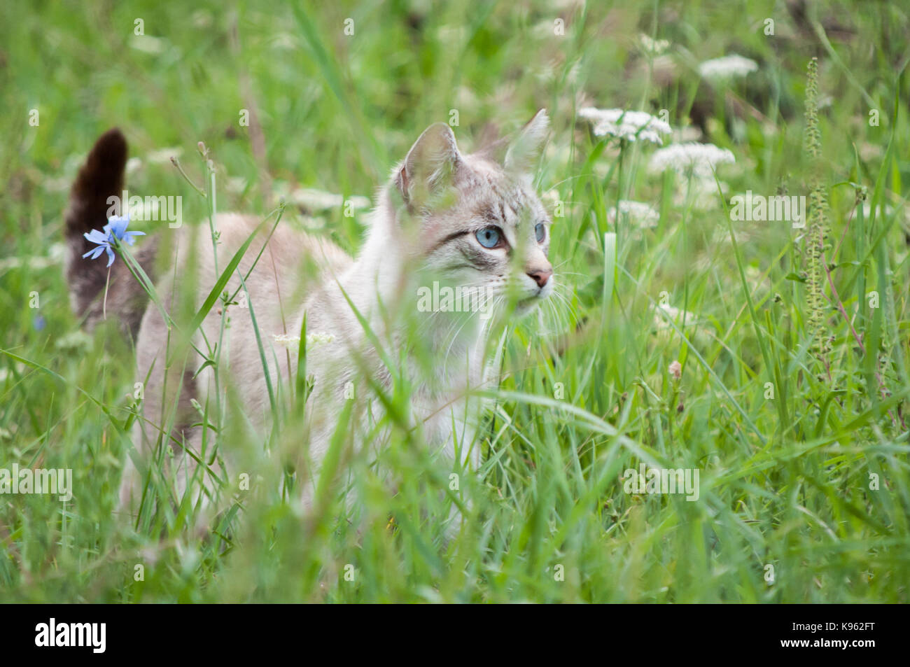 Minou Banque D'Images