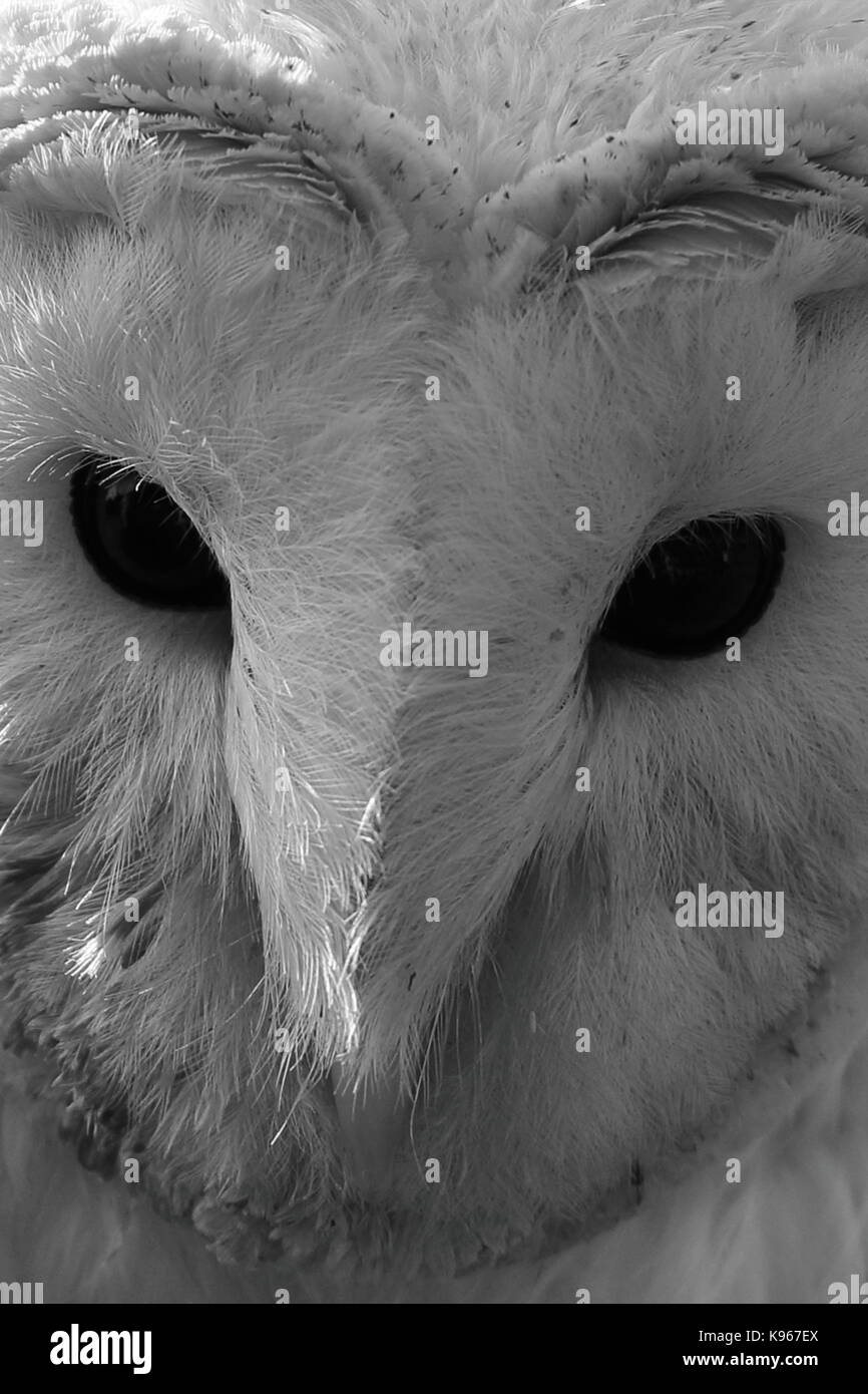 Effraie des clochers Tyto alba,, Close up en noir et blanc. UK Banque D'Images