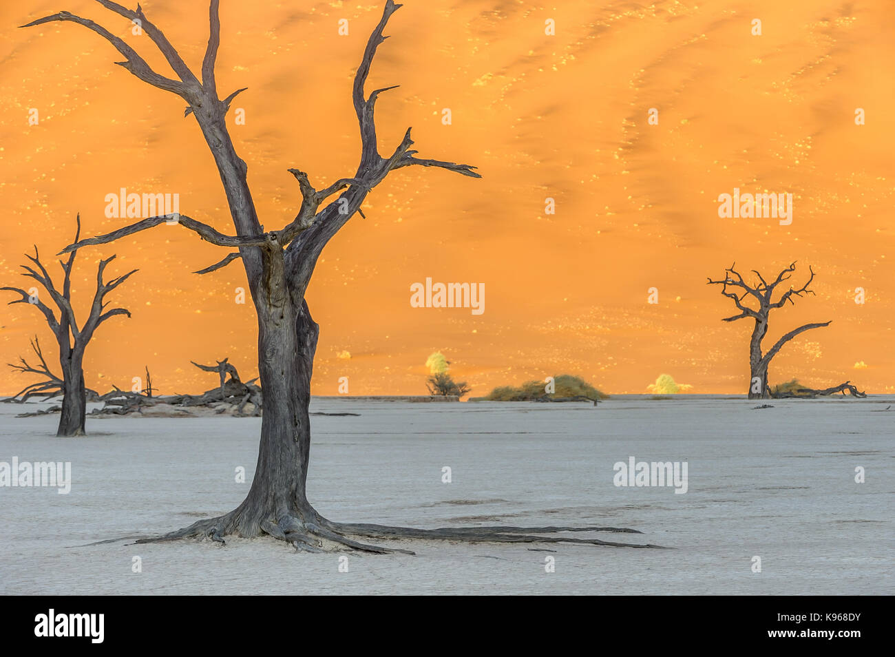 Camel thorn arbres de deadvlei/sossus valley namibie avec dunes rouges en arrière-plan Banque D'Images