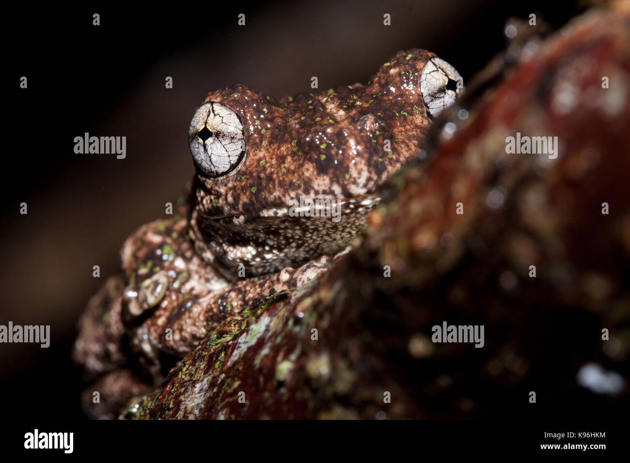 Peron's tree frog (Litoria peronii) sur une branche. hopkins creek. Nouvelle Galles du sud. L'Australie. Banque D'Images