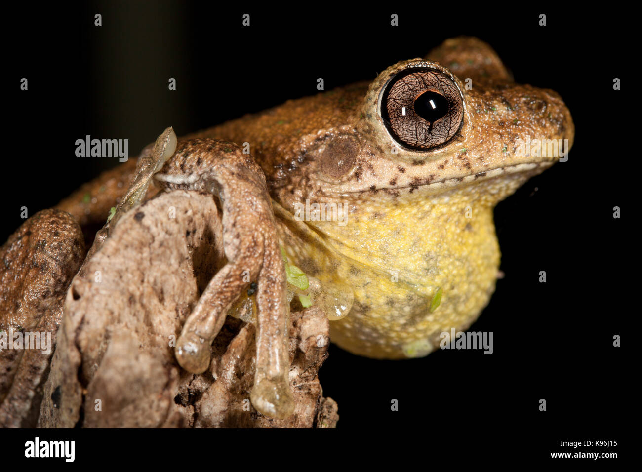 Peron's tree frog (Litoria peronii) chanter sur la branche. hopkins creek. Nouvelle Galles du sud. L'Australie. Banque D'Images