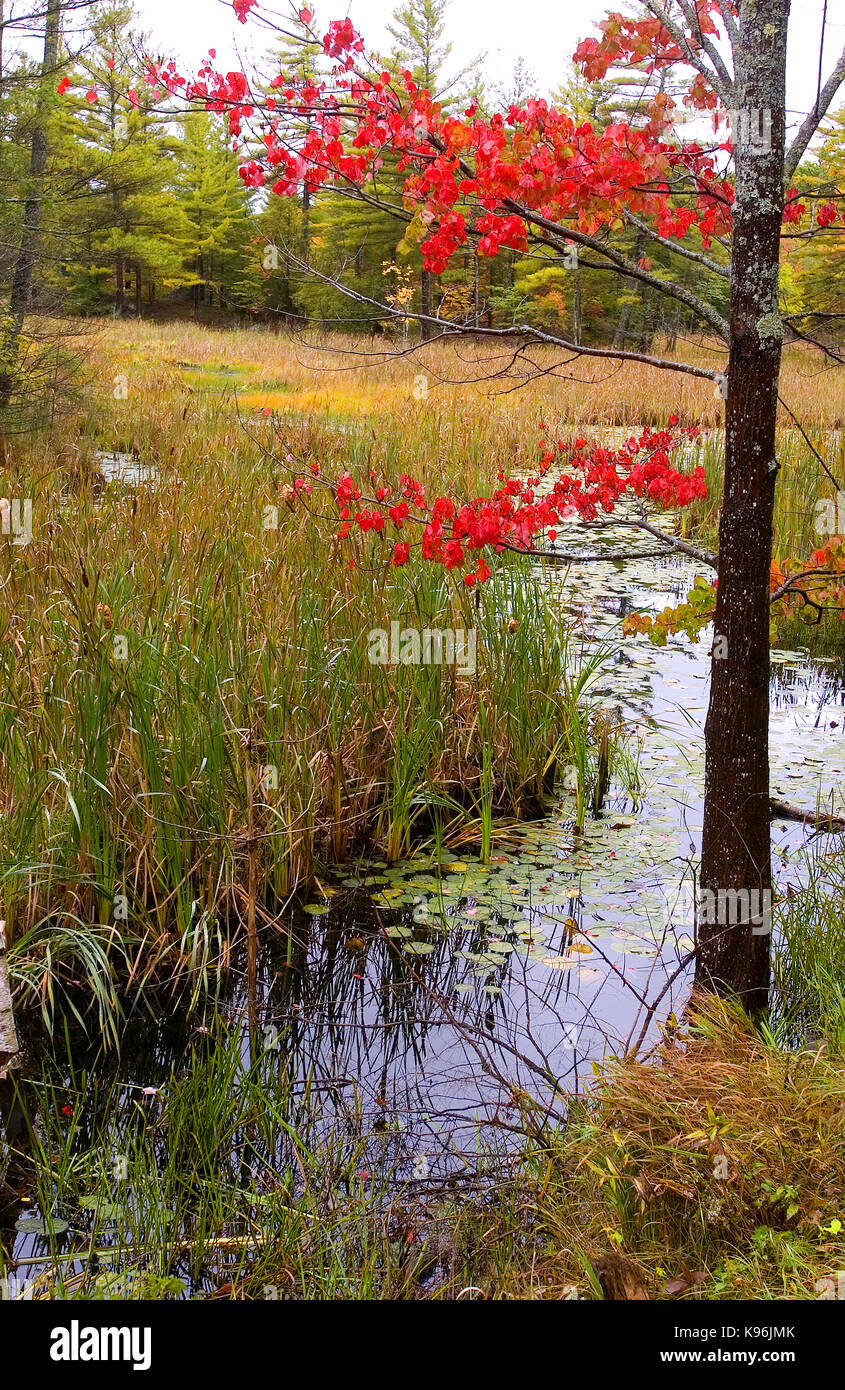 Une scène d'automne près de canterury, New Hampshire Banque D'Images