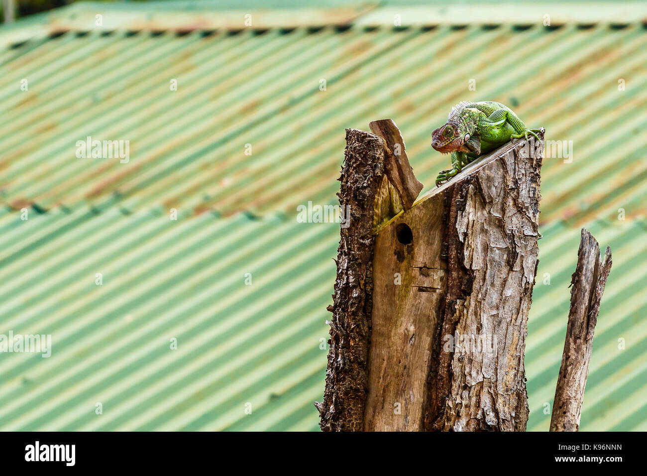 Iguane vert perché sur une souche d'arbre mort en face d'un toit en tôle ondulée Banque D'Images