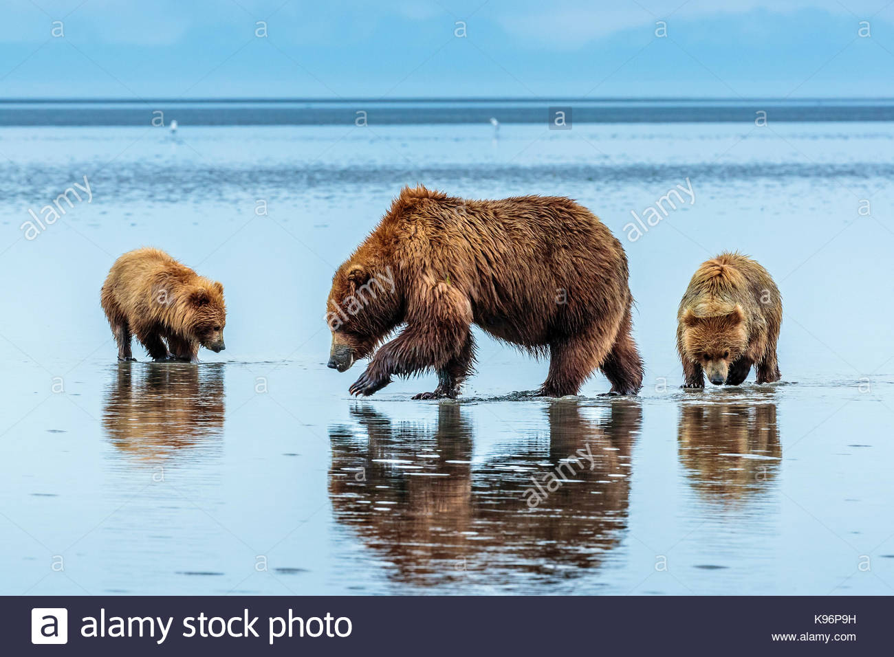 L'ours brun côtières, Ursus arctos, creuser et les palourdes à Sliver Salmon Creek dans la région de Lake Clark National Park, Alaska. Banque D'Images