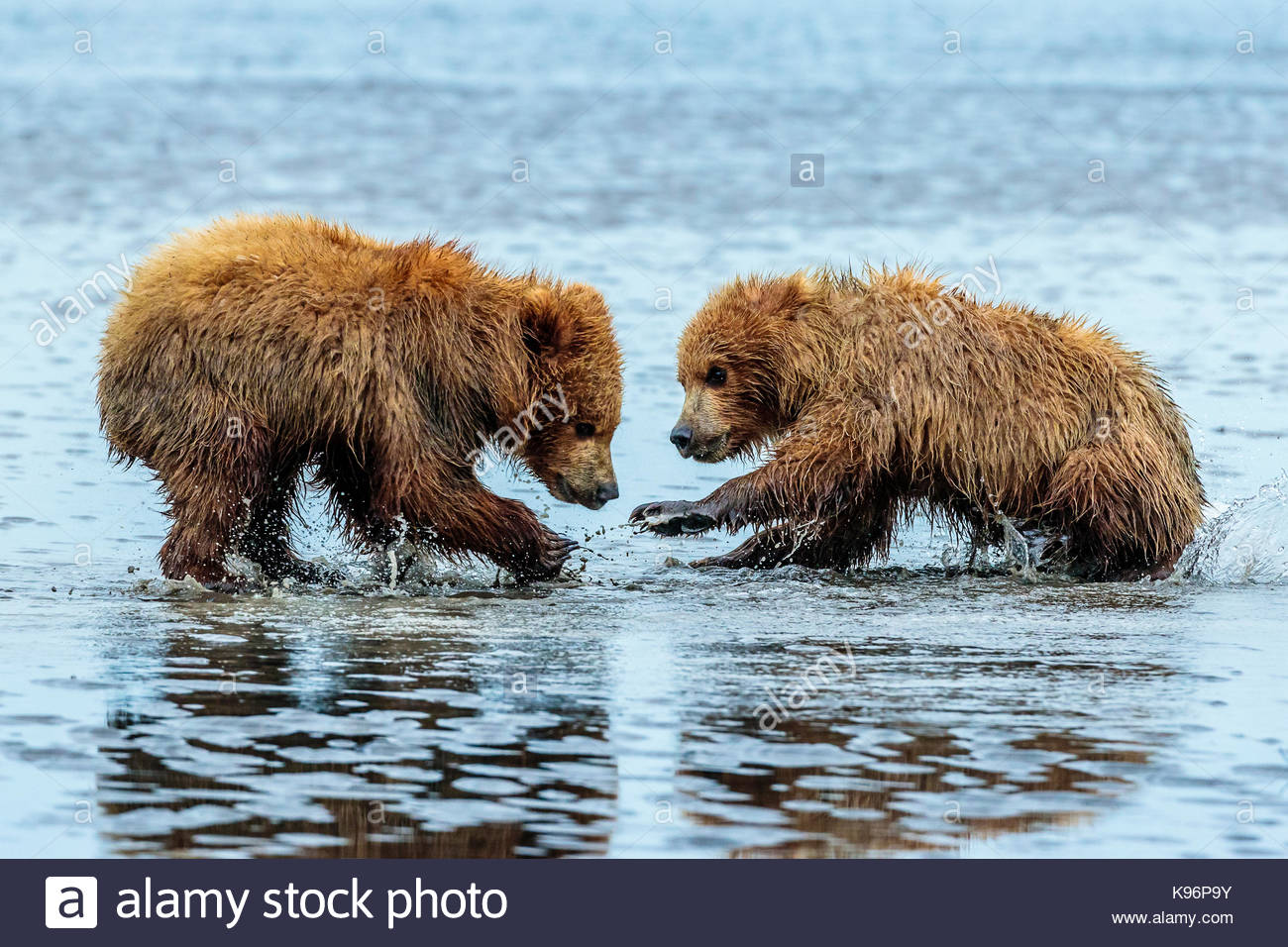 L'ours brun côtières, Ursus arctos, creuser et les palourdes à Sliver Salmon Creek dans la région de Lake Clark National Park, Alaska. Banque D'Images