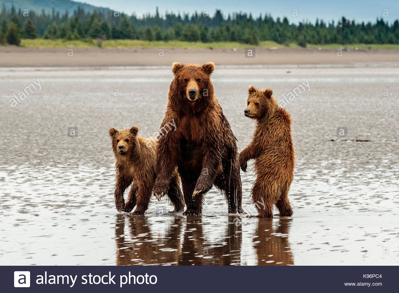 Ours brun côtières, Ursus arctos, famille à la Sliver Salmon Creek dans la région de Lake Clark National Park, Alaska. Banque D'Images