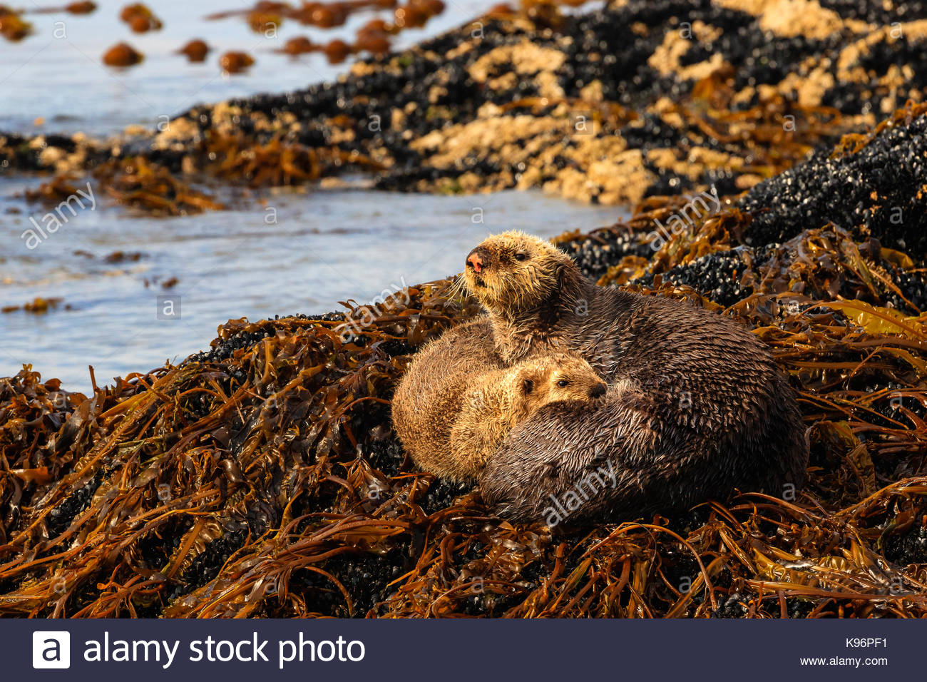 La mère et le chiot, les loutres de mer (Enhydra lutris), sur un lit de varech en terre Kachemak Bay. Banque D'Images