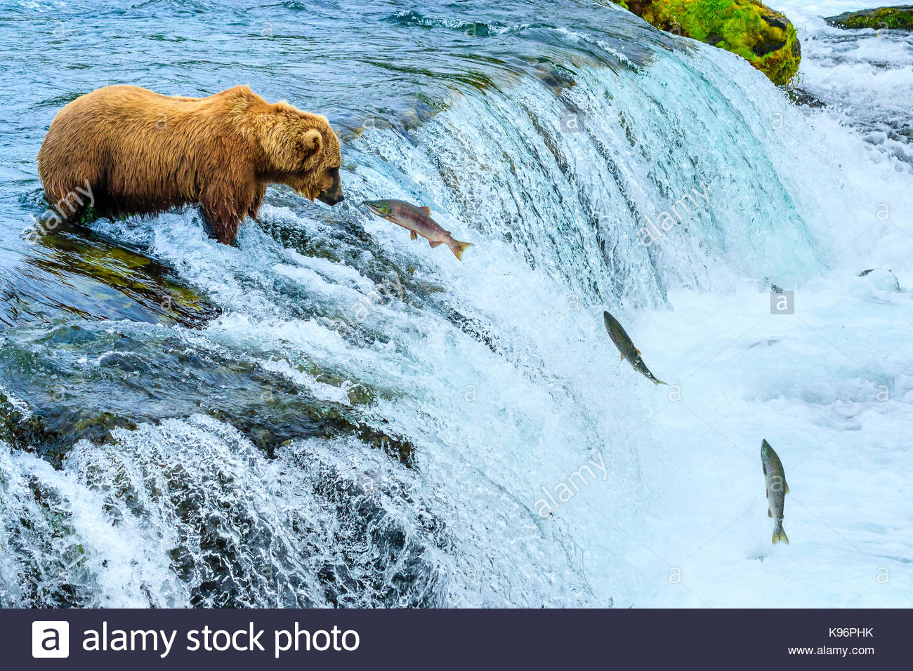 Ours brun, Ursus arctos, pêche pour le saumon à Brooks Falls. Banque D'Images