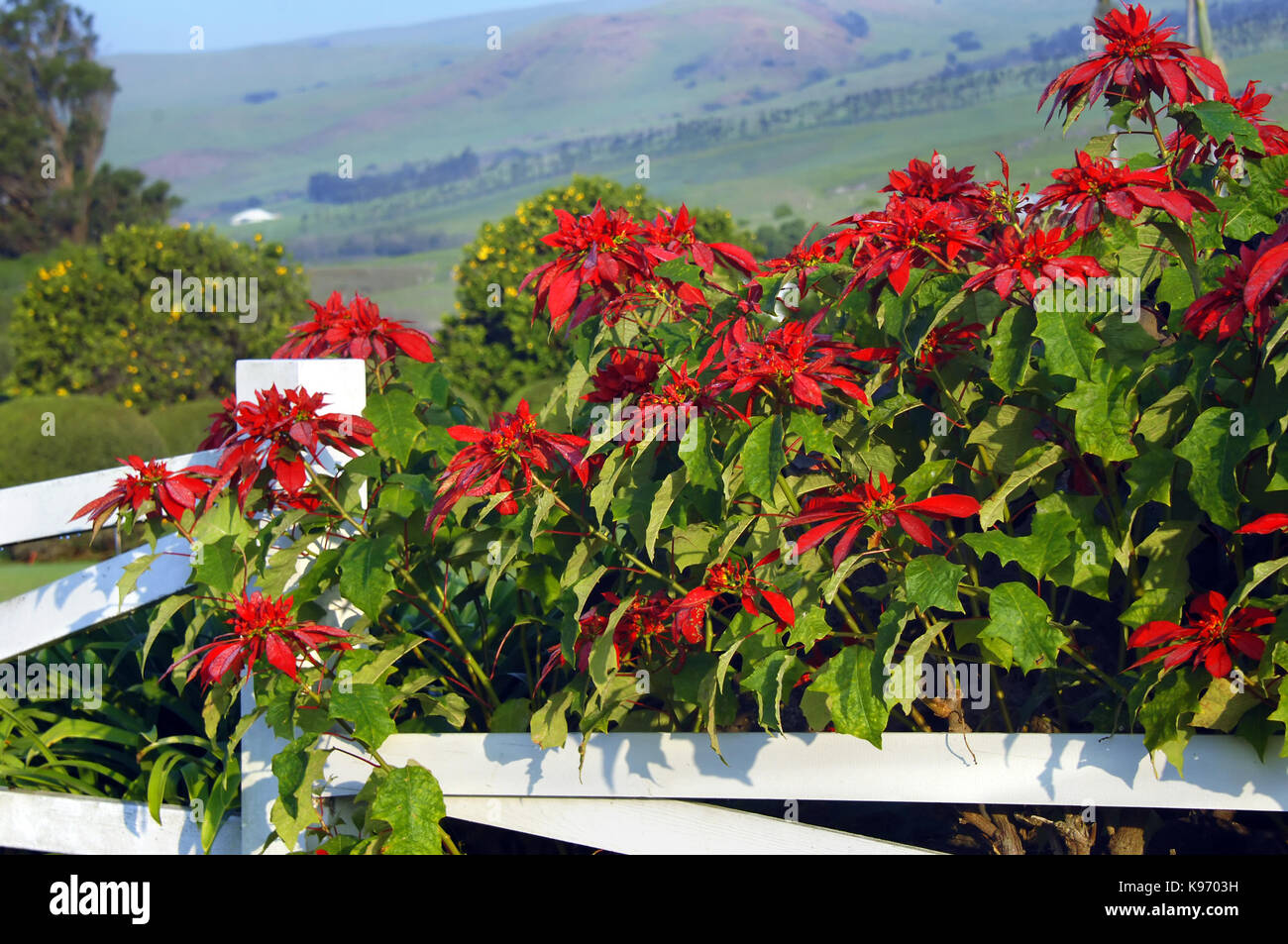 Les poinsettias fleurissent le long blanc, rang de clôture en bois sur la grande île d'Hawaï. montagnes kohala montée à l'arrière-plan et la rosée se forme sur les gouttes d'humidité Banque D'Images
