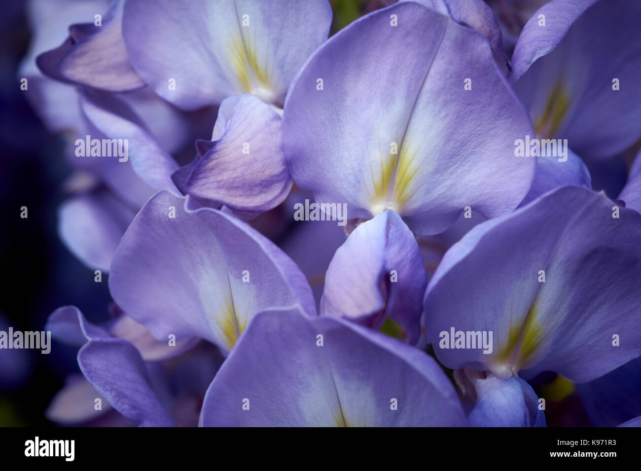 Closup de Wisteriasinensis ou glycine de Chine fleur. Habituellement pas considérée comme une seule fleur, normalement considérée comme une masse de fleurs sur une escalade stron pl Banque D'Images