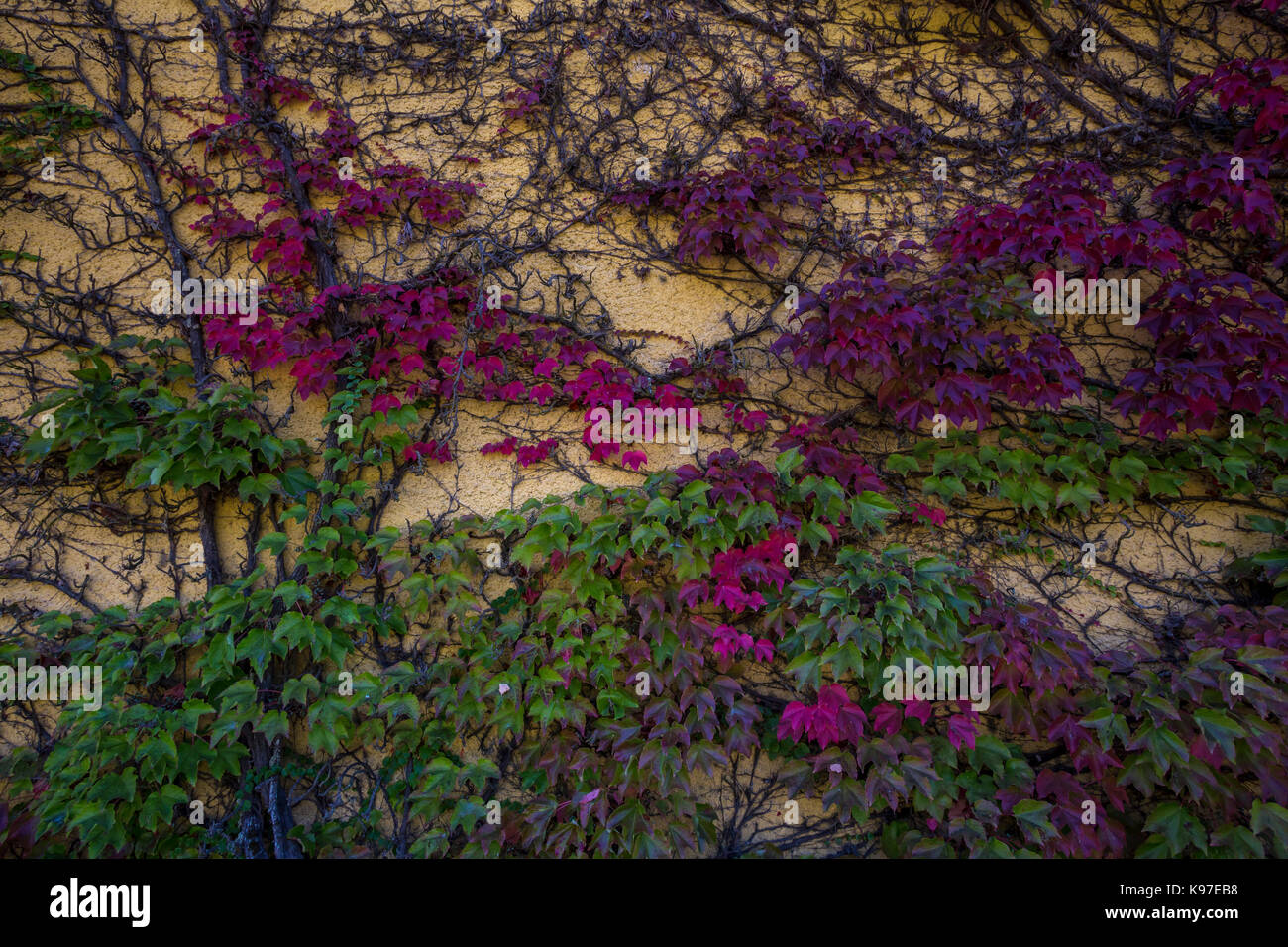 Mur couvert de lierre, Winery, jordan winery, healdsburg, Alexander Valley, sonoma county, Californie, États-Unis, Amérique du Nord Banque D'Images