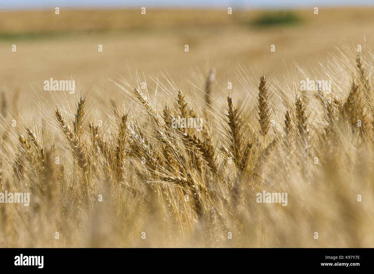 Close up of grain permanent ,mûres pour la récolte d'automne Banque D'Images