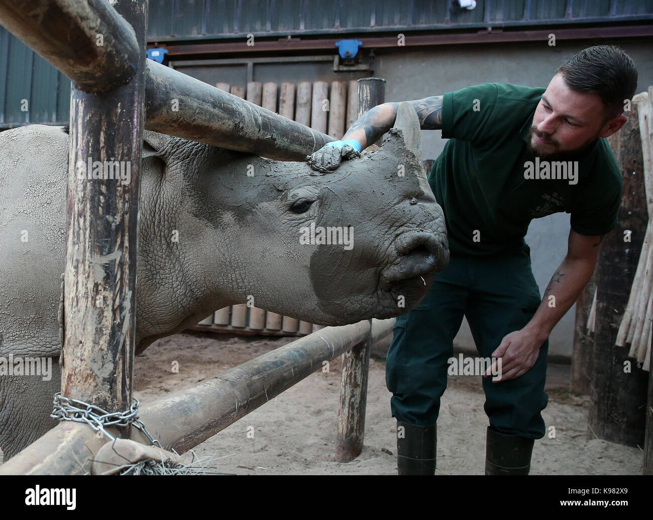 Keeper and rhino Banque de photographies et d'images à haute résolution -  Alamy