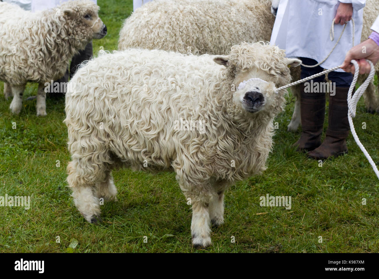 Grayfaced moutons Dartmoor dans un ring d'exposition Banque D'Images
