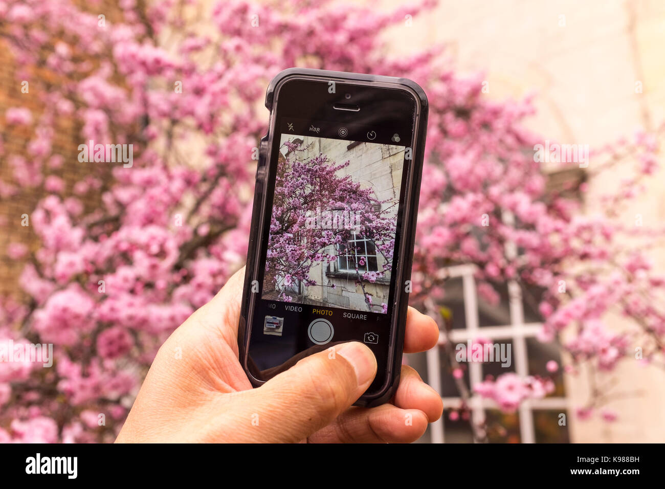 Un homme prenant photo de fleur de cerisier rose avec un iPhone smartphone SE Banque D'Images