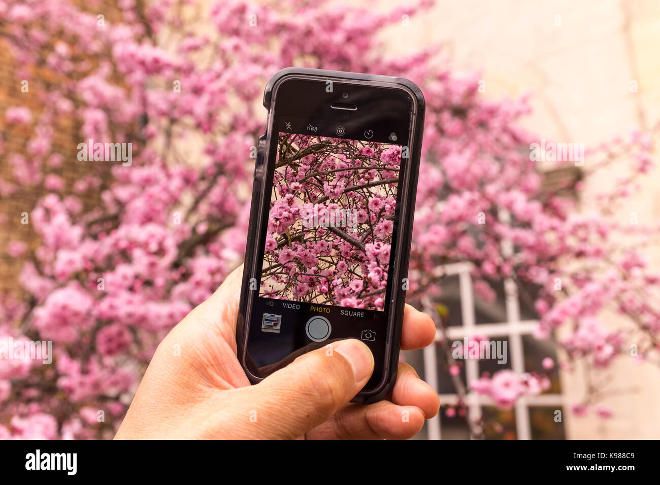 Un homme prenant photo de fleur de cerisier rose avec un iPhone smartphone SE Banque D'Images