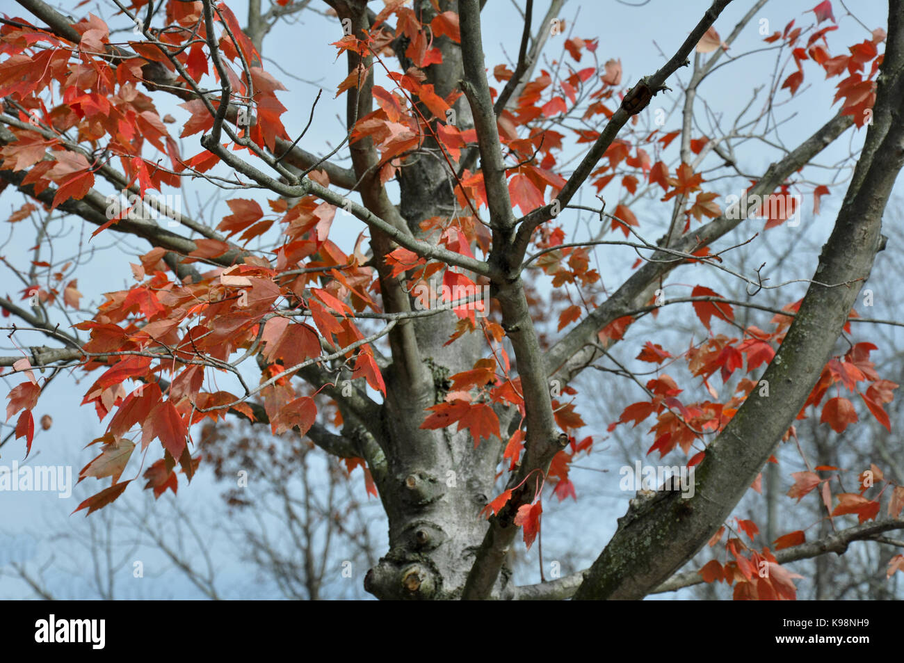 Gettysburg National Military Park, New York, USA - 31 octobre 2016 feuilles d'érable rouges et ciel couvert Banque D'Images