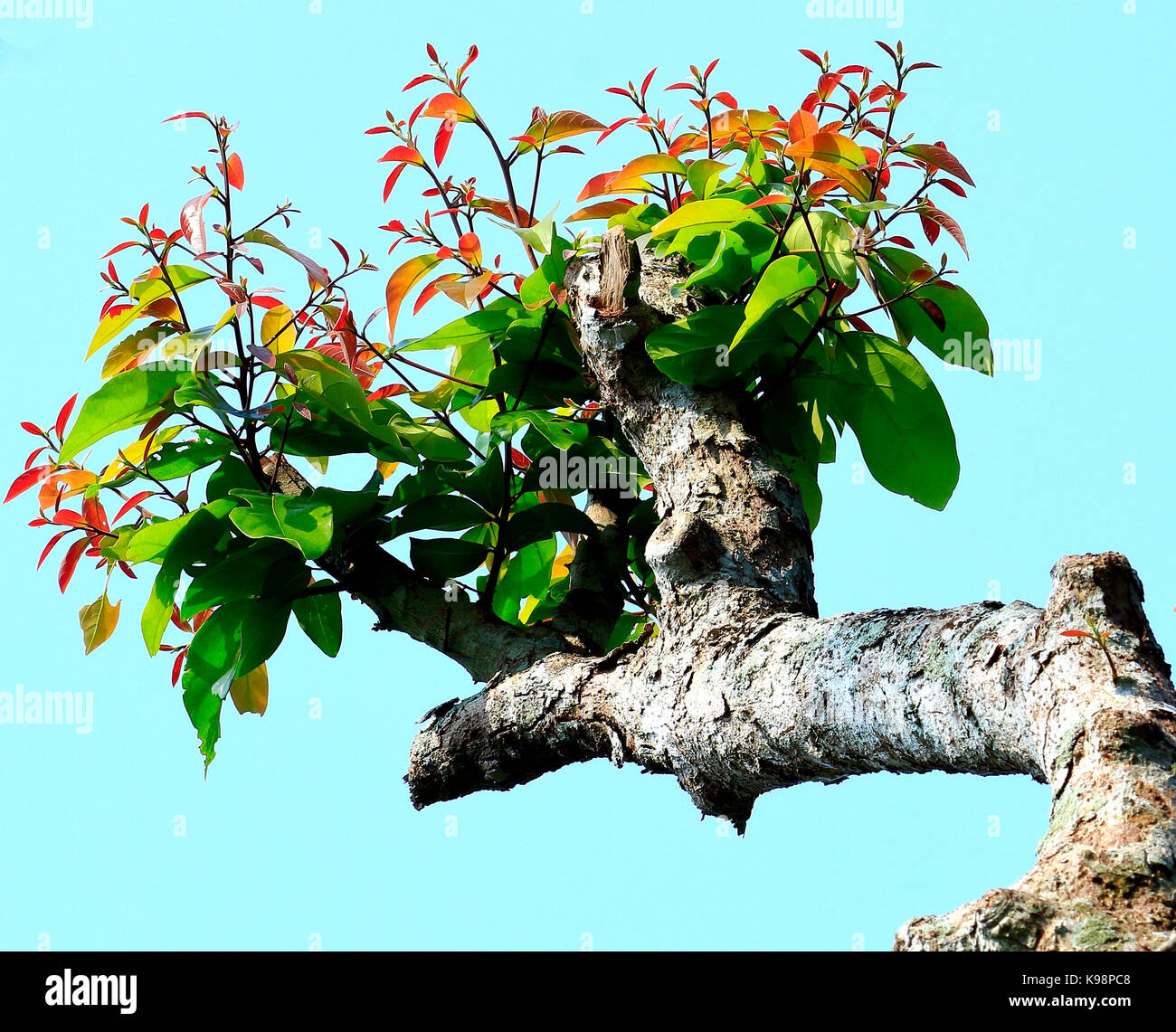 Belles feuilles d'un arbre, photographie prise en Inde Banque D'Images