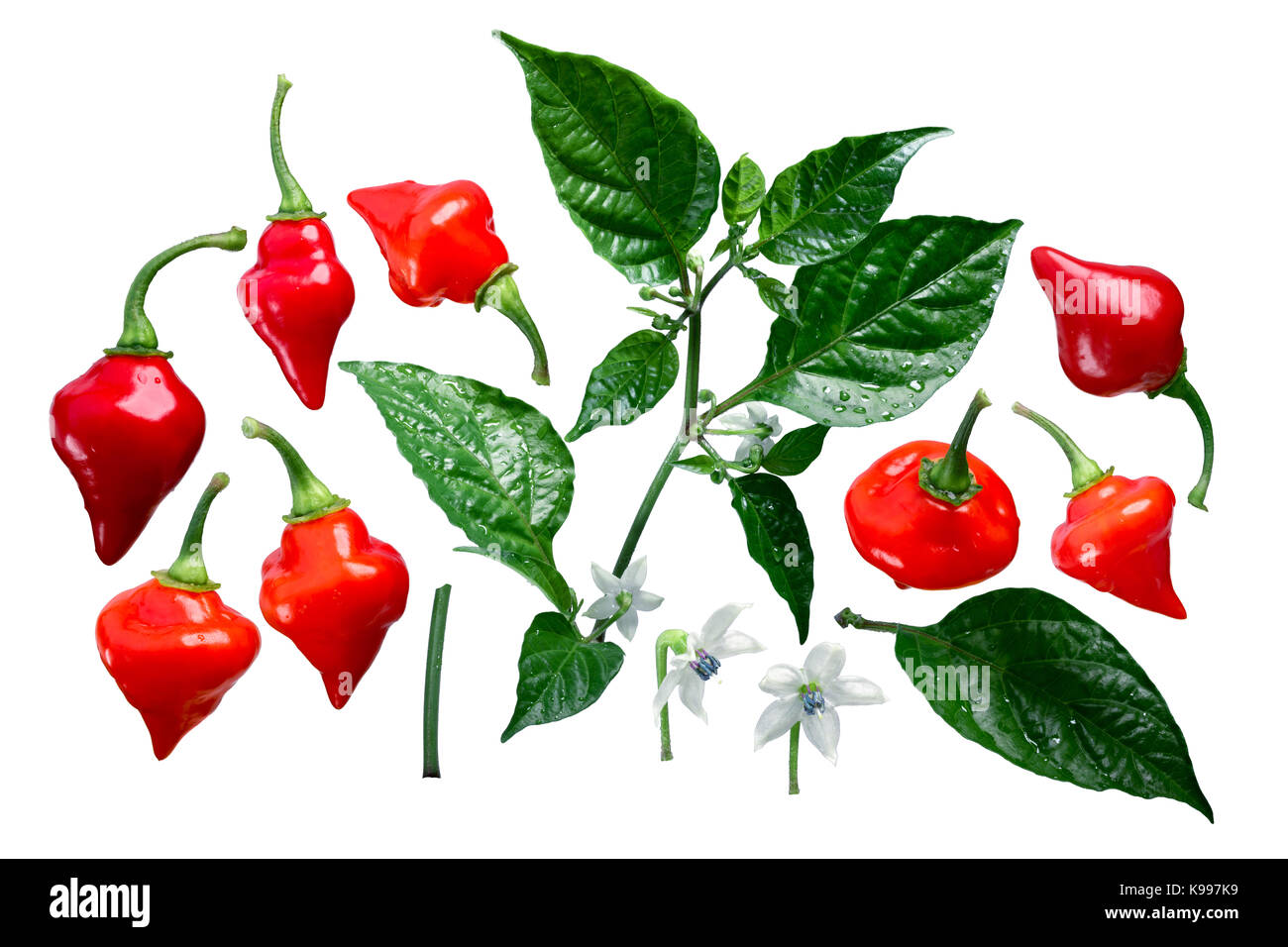 Chupetinho ou biquinho chili pepper (c. chinense), plante, gousses, feuilles, fleurs, vue éclatée (Éléments) pour chaque chemin. Banque D'Images