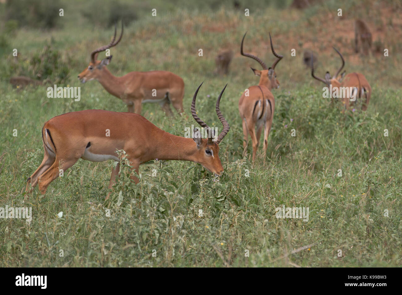 Impala du serengeti Banque D'Images