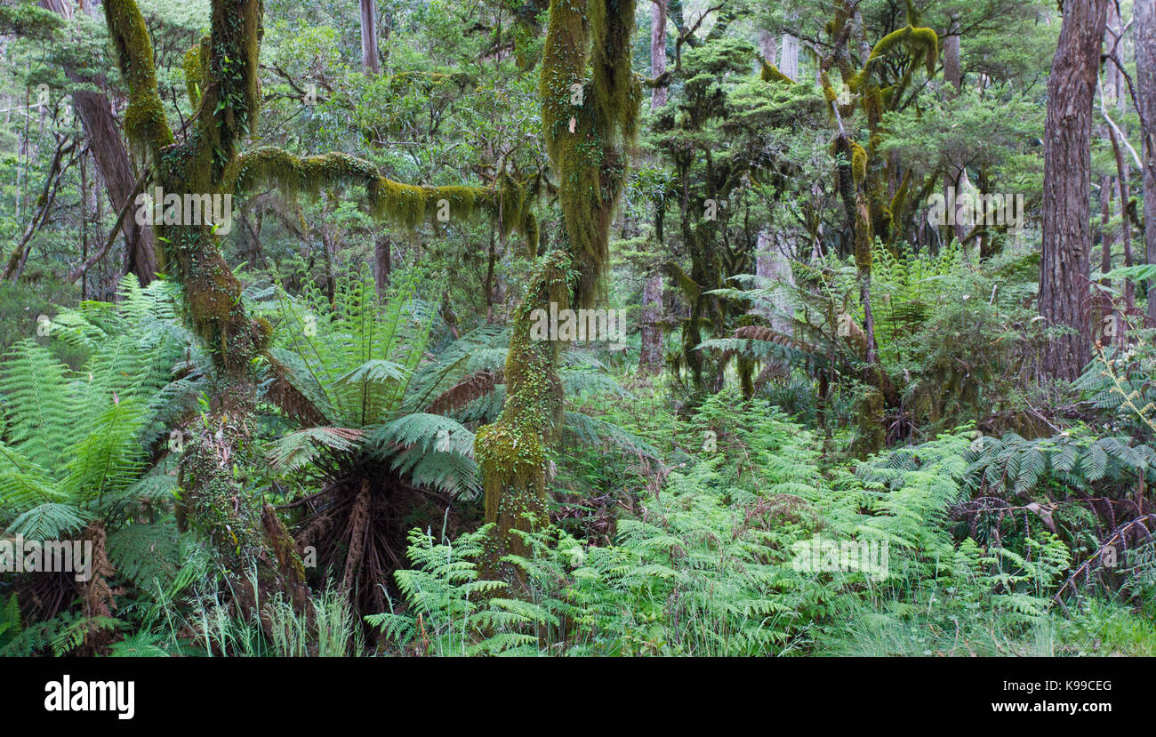 La forêt tempérée moussus avec fougères arborescentes dans New England National Park, NSW, Australie Banque D'Images
