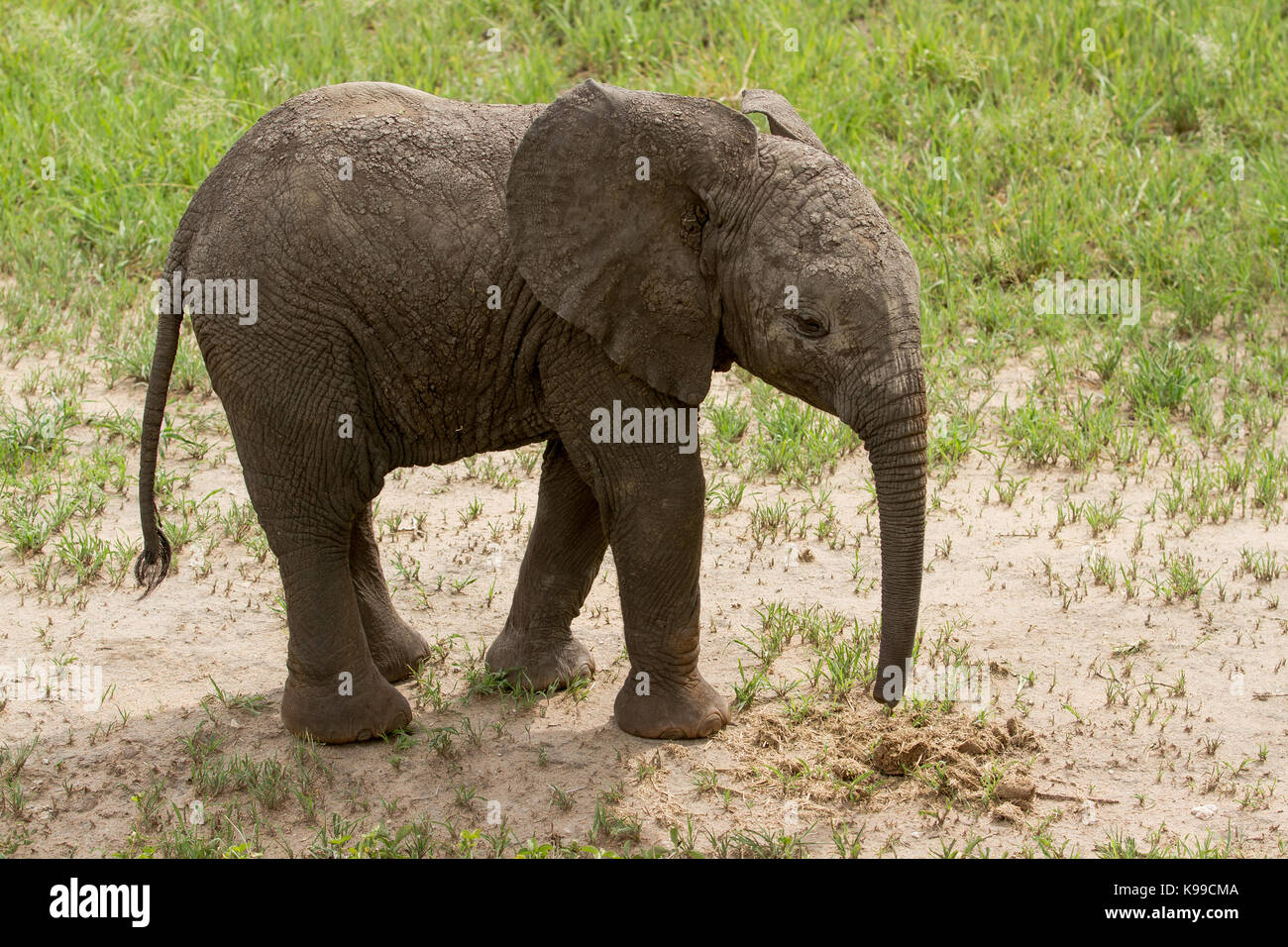 Les éléphants dans le parc national de Tarangire Banque D'Images