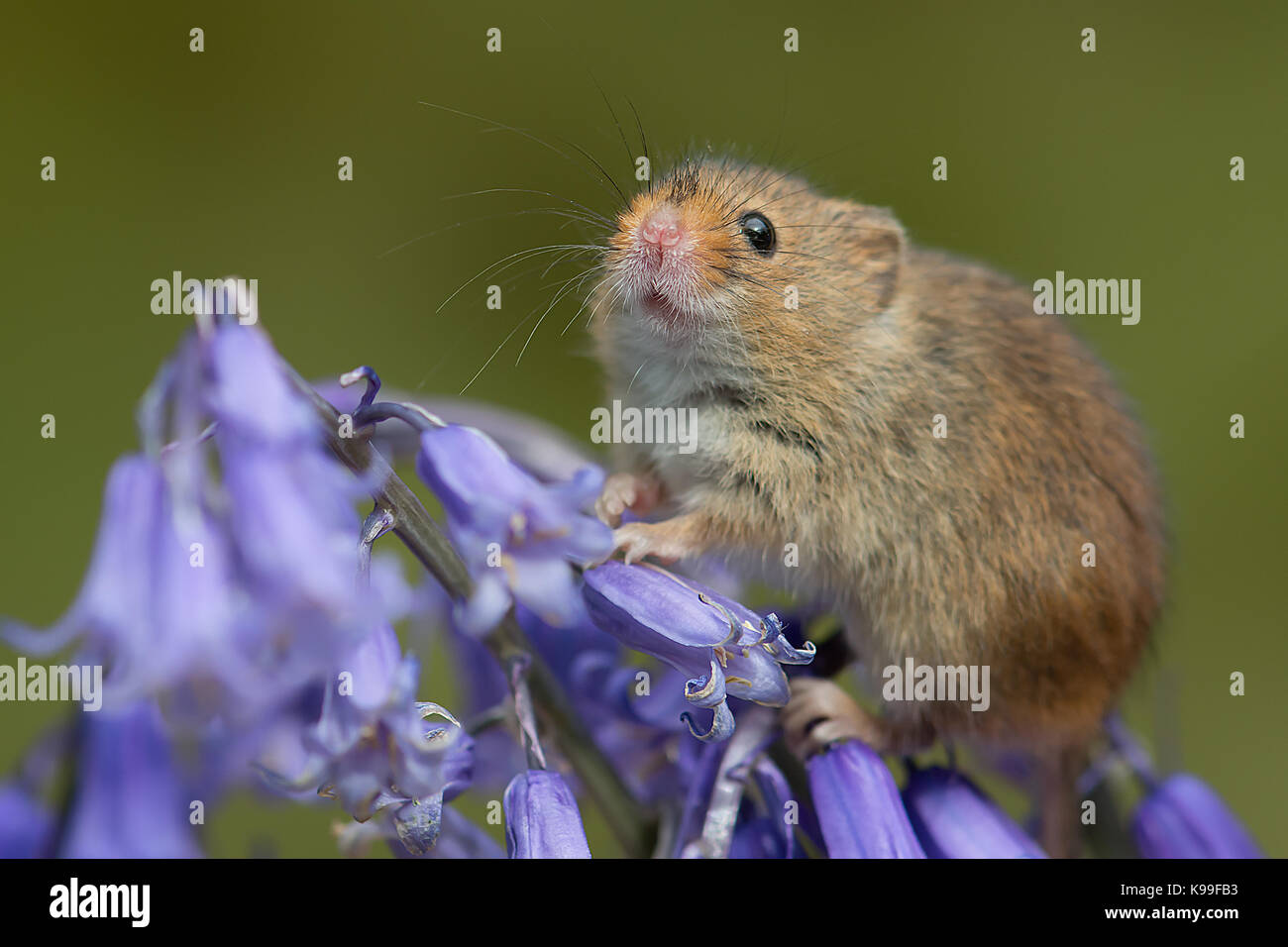 Closeup portrait d'une petite récolte d'équilibrage de la souris dans les fleurs d'une bluebell avec son museau en l'air Banque D'Images