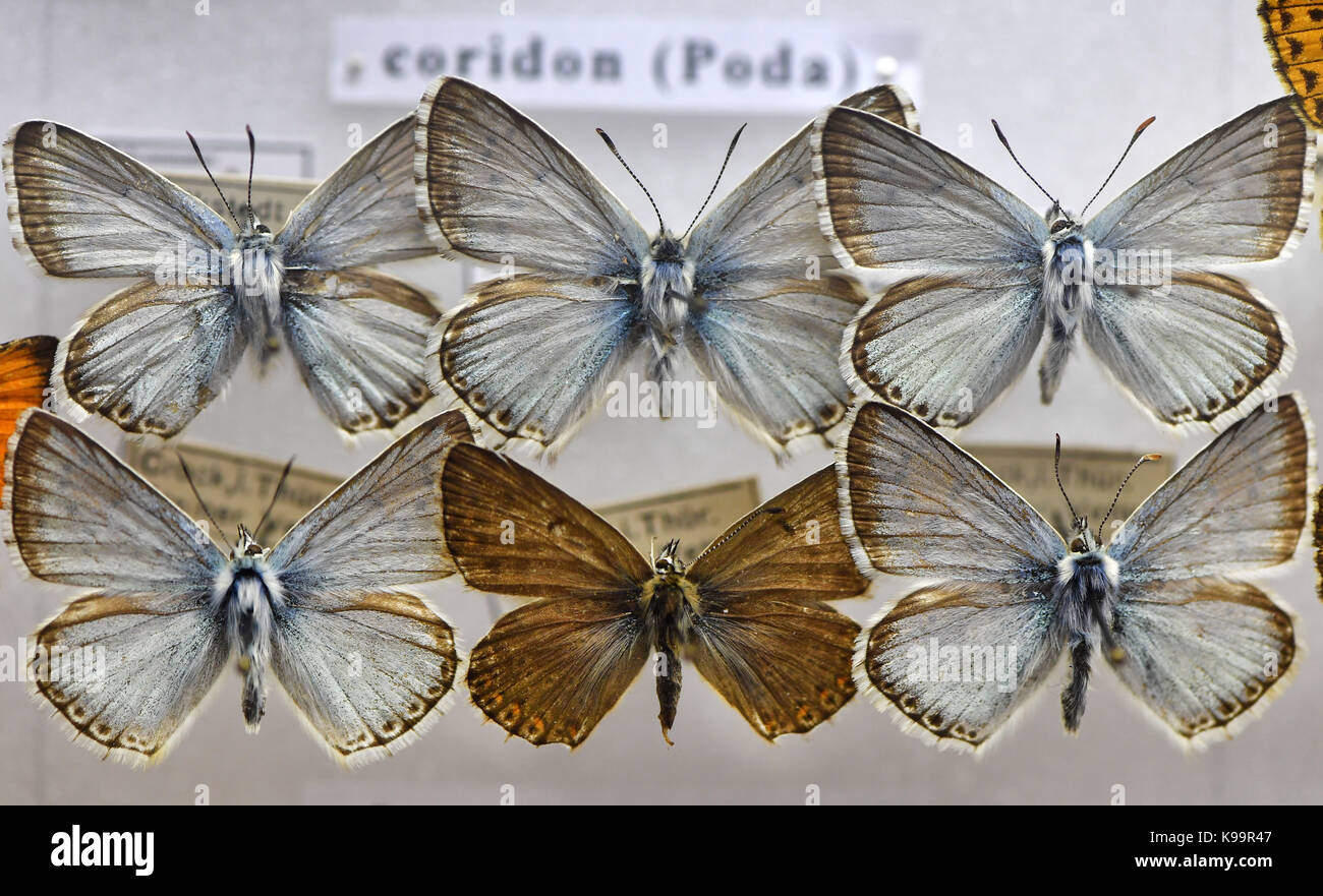 Gotha, Allemagne. Sep 21, 2017. plusieurs spécimen d'une chalkhill blue butterfly peut être vu dans un cas au musée de la nature sur le château de Friedenstein à Gotha, Allemagne, 21 septembre 2017. Il fait partie d'une collection de 30 cas d'insectes qui tasses peintre Gustav greiner-vetter (1879-1944) de lauscha recueillis pendant son temps libre. ils sont sur l'affichage à l'exposition spéciale "Falter, kaefer und andere, krabbeltiere aus dem thueringer schiefergebirge' (lit. 'Les papillons, insectes et autres animaux rampants de la Thuringe slate montagnes'), ouvert du 23 septembre 2017 jusqu'au 7 janvier 2018. Credit : Banque D'Images