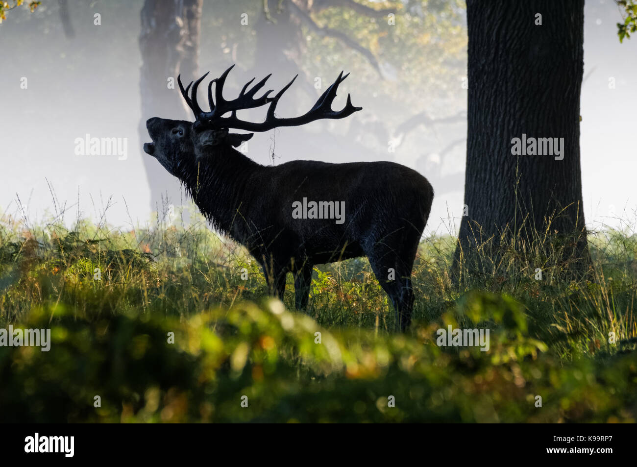 Red Deer dans le brouillard Banque D'Images